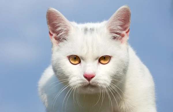 Молодий кіт portrain — стокове фото