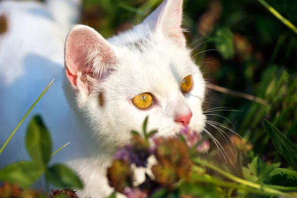 Молодой кот на заднем дворе — стоковое фото