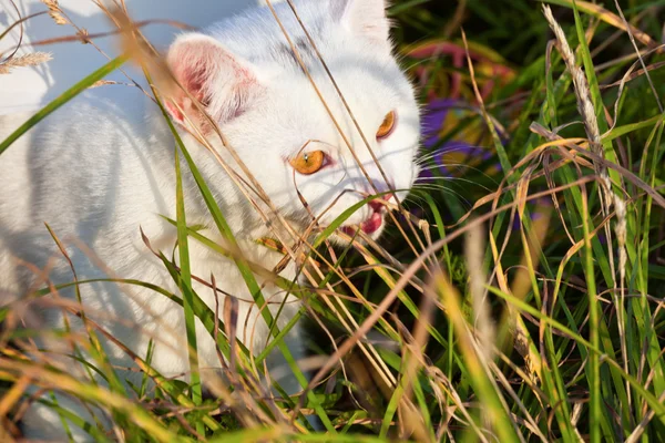 Gato jovem no quintal — Fotografia de Stock