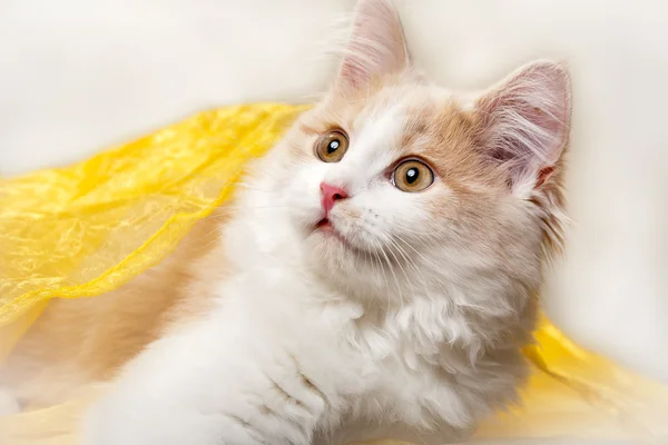 Piccolo gatto su sfondo bianco — Foto Stock