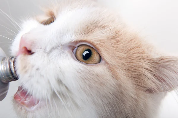 クリームの小さな猫 — ストック写真