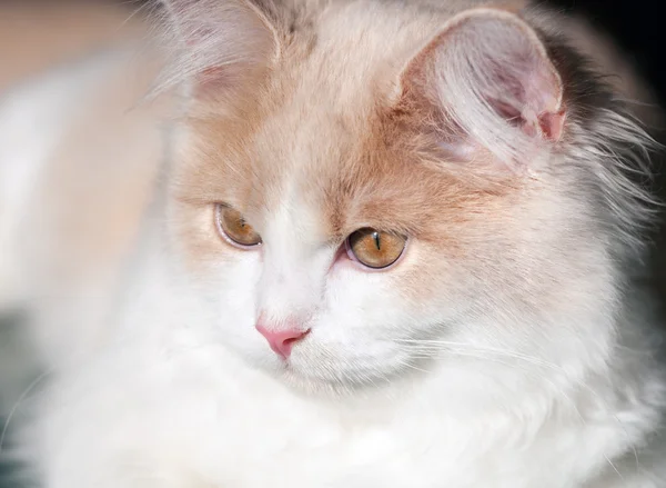 Kleine cremefarbene Katze — Stockfoto