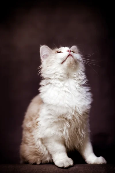 Маленький крем кіт — стокове фото