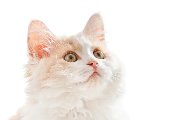 Malá kočka na bílém pozadí — Stock fotografie