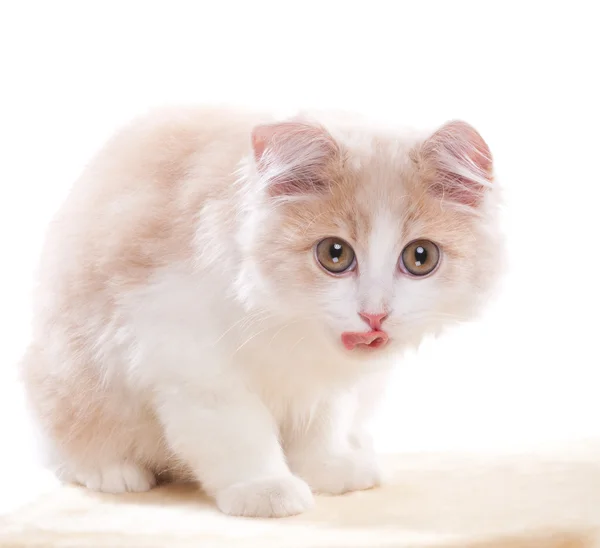 Petit chat sur fond blanc — Photo