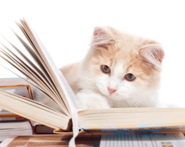 Little cat read a book clipart