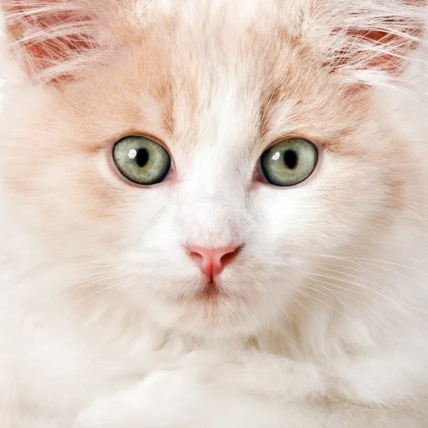 Pequeño gato sobre un fondo blanco —  Fotos de Stock