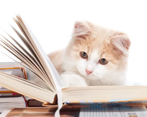 Piccolo gatto leggere un libro — Foto Stock