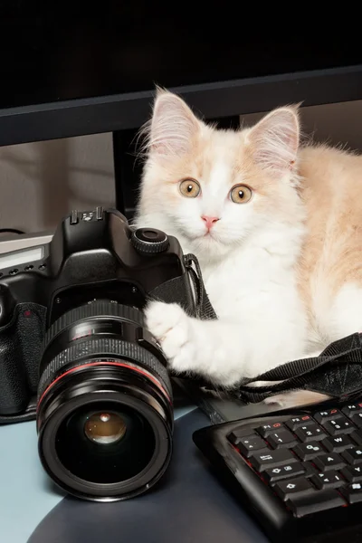 Pequeño gato con cámara — Foto de Stock