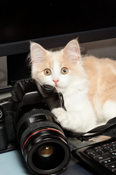 Kis macska-val egy fényképezőgép — Stock Fotó