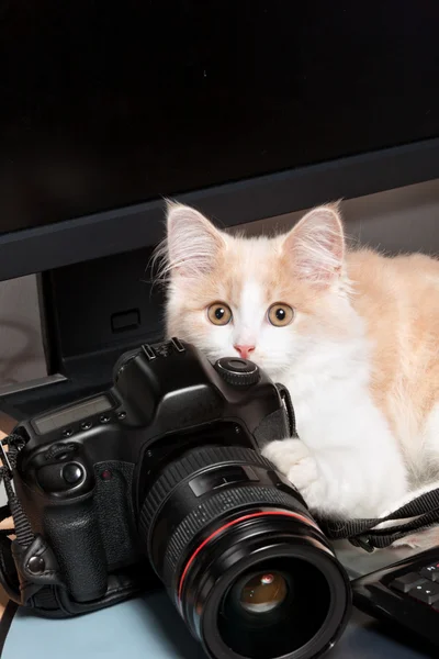 Pequeño gato con cámara — Foto de Stock