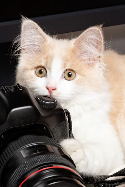 小猫用相机 — 图库照片