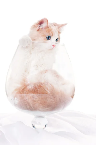 大科涅克白兰地玻璃内的小猫 — 图库照片