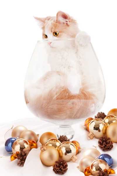 Kätzchen im großen Cognac-Glas — Stockfoto