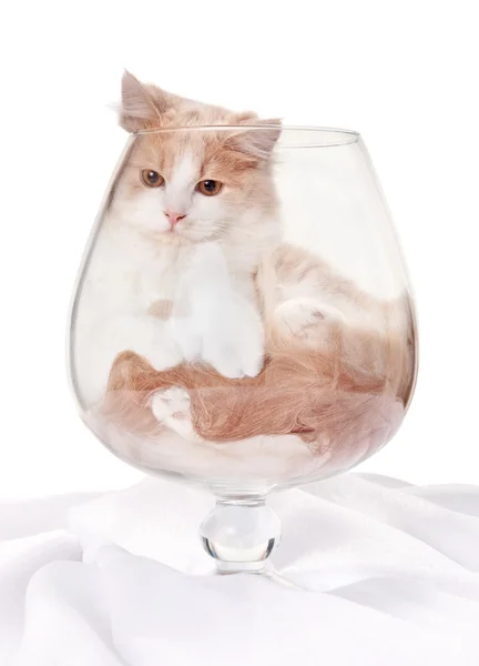 Kitten inside large cognac glass — Stock Photo, Image