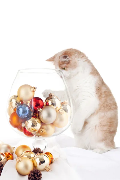 子猫と大規模なコニャックのグラス — ストック写真