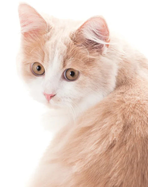 Pequeno gato em um fundo branco — Fotografia de Stock