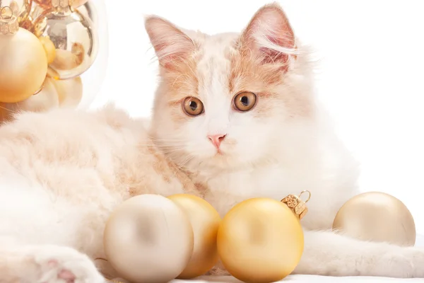 Gatito con decoraciones de Navidad —  Fotos de Stock