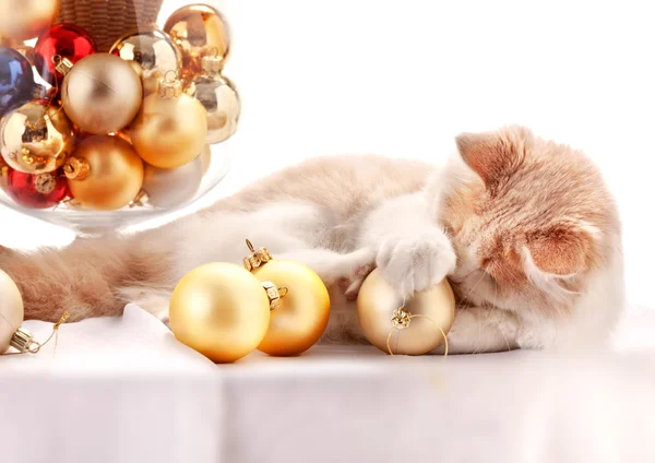 Kätzchen mit Weihnachtsdekoration — Stockfoto