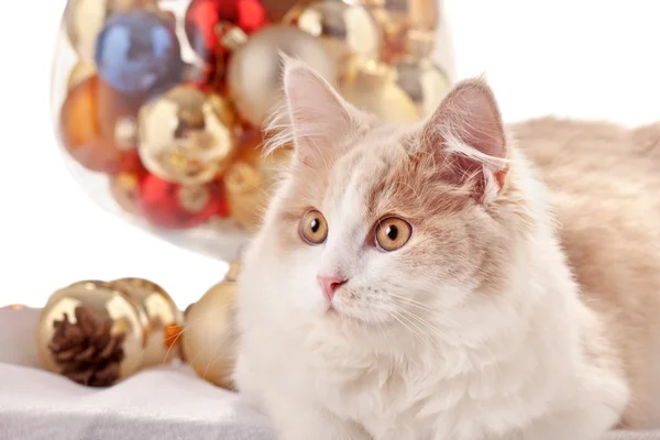 Cica, karácsonyi díszek — Stock Fotó