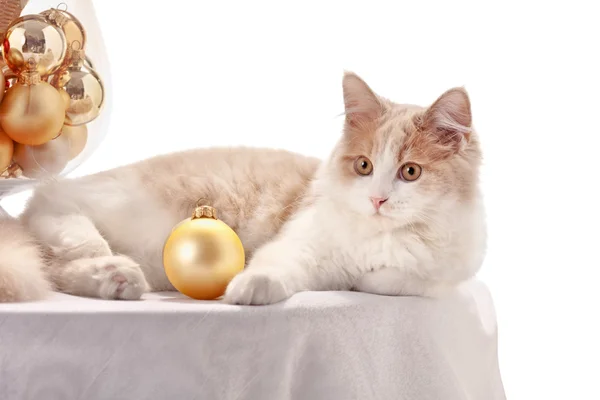 Kätzchen mit Weihnachtsdekoration — Stockfoto