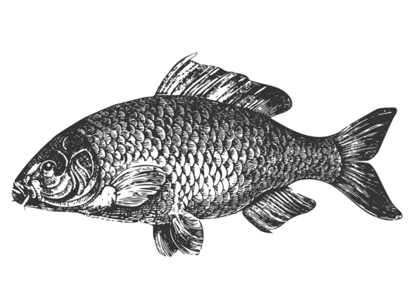 Ilustrasi antik ikan mas - Stok Vektor