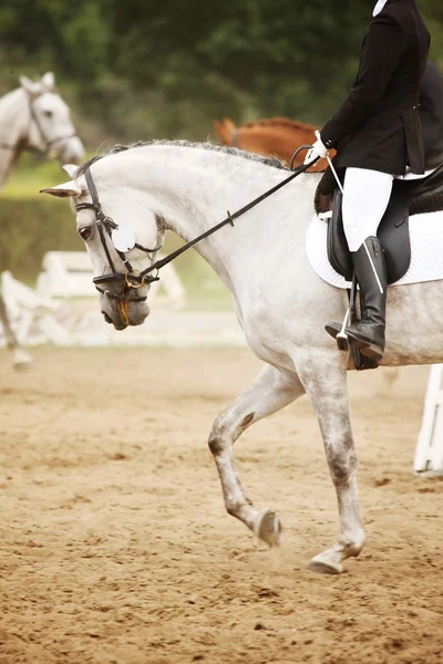 Cavalo de equitação — Fotografia de Stock