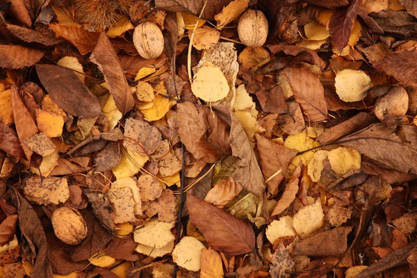 Nueces sobre hojas — Foto de Stock