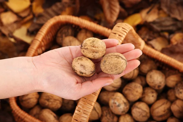 Čerstvé vlašské ořechy — Stock fotografie