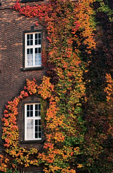 Variegated ivy on a brick wall — Stock Photo, Image