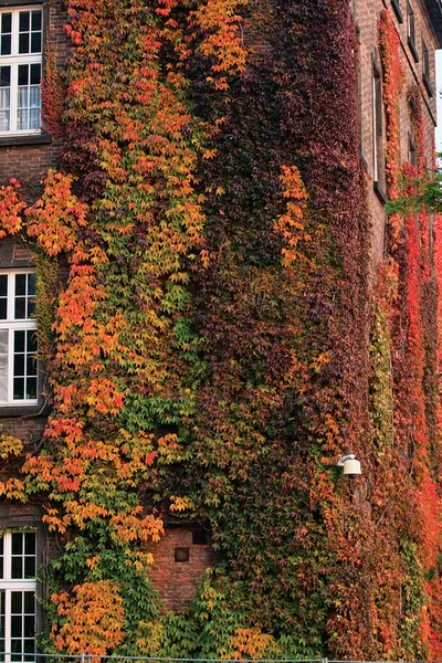 Ivy growth to 3 floors — Stock Photo, Image
