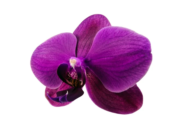 Orchid phalaenopsis (Orchidaceae) - seitlich — Stock Photo, Image