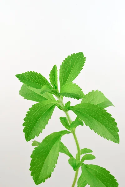 Stevia rebaudiana — Stock Fotó