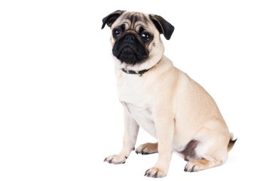 Pug dog isolated on white background clipart