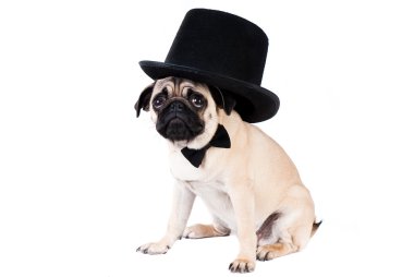 Gentlemen pug dog wearing hat isolated on white background clipart