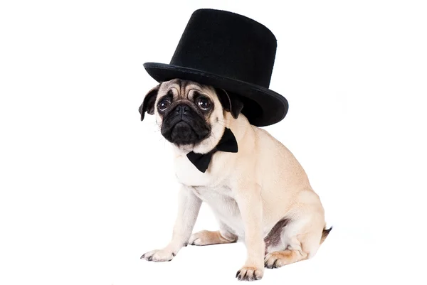 Beyler şapkalı beyaz zemin üzerine izole köpek pug — Stok fotoğraf