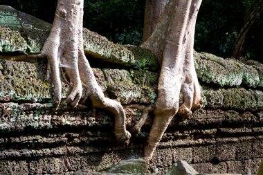 ta prohm tapınak duvarları, ağaç kökleri üzerine berbat