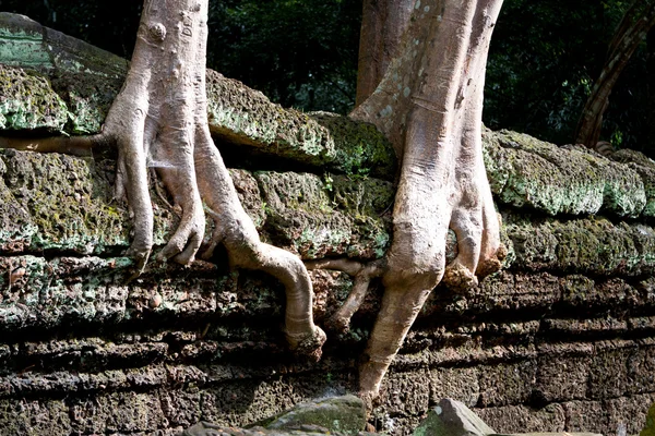 Raízes de árvores sobre paredes de ruína no templo de Ta Prohm — Fotografia de Stock