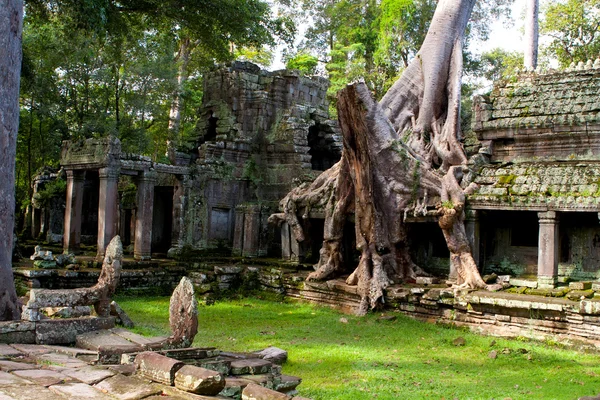 Templo cargado de árboles — Foto de Stock