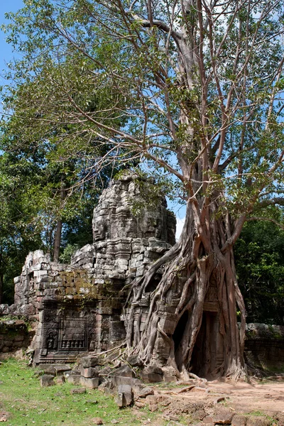 TA Сом храму. Камбоджа, Ангкор — стокове фото