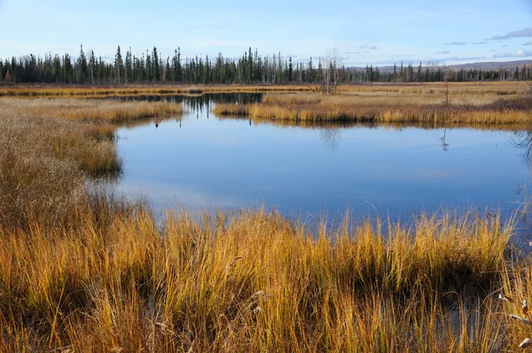 Alaska Arctic Wetland — Stock Photo, Image