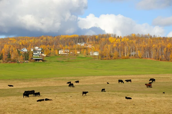 Αλάσκα βοοειδή ράντσο φθινόπωρο — Φωτογραφία Αρχείου