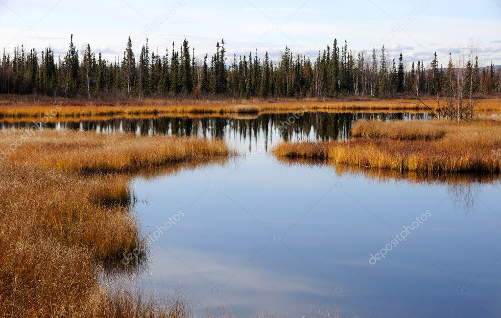 Alaska Arctic Wetland