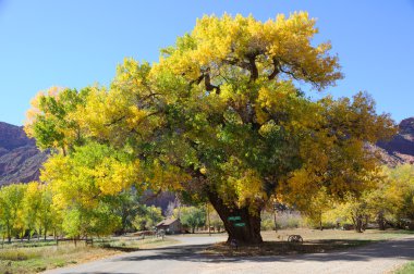 sonbaharın güzel cottonwood