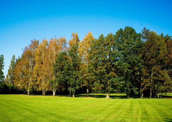 stock image Autumn park