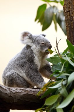 Koala on a tree clipart