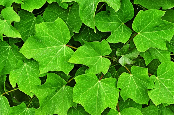 Ljusa gröna löv bakgrund — Stockfoto