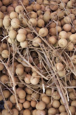 Longan