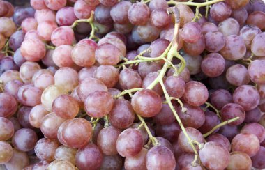 Grapes clipart