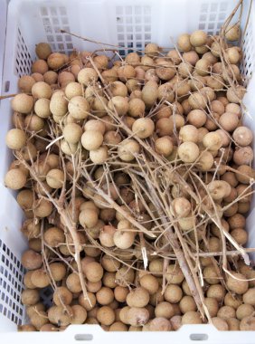 Longan